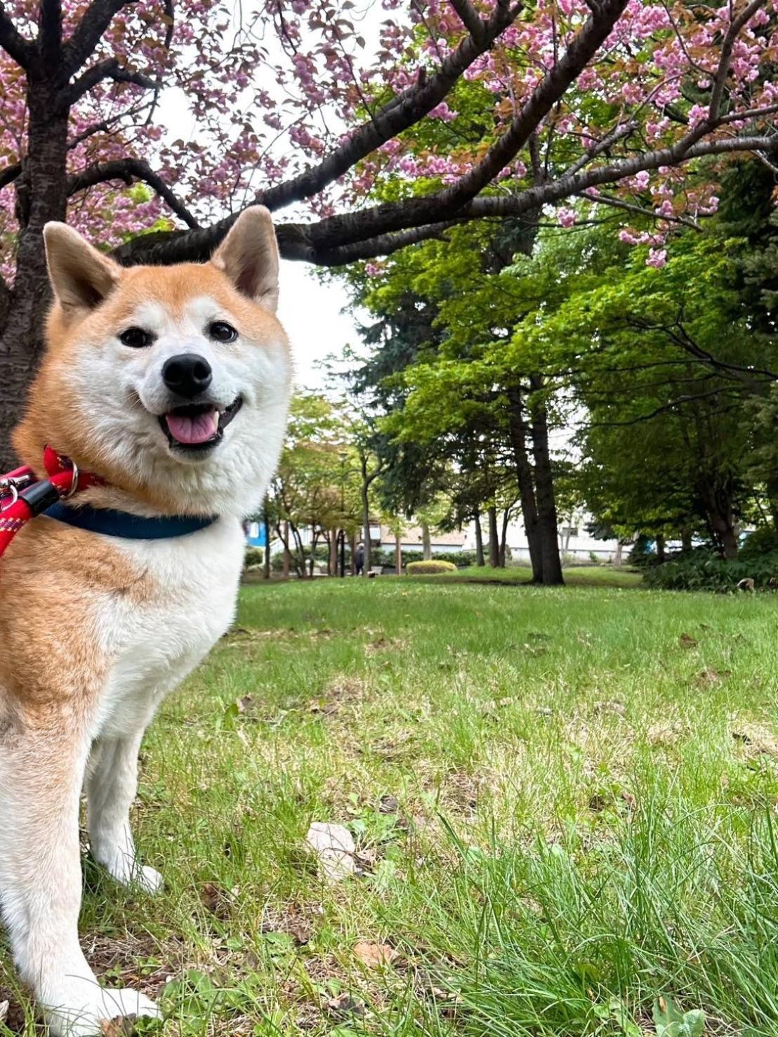 Nishimiyanosawa 公寓